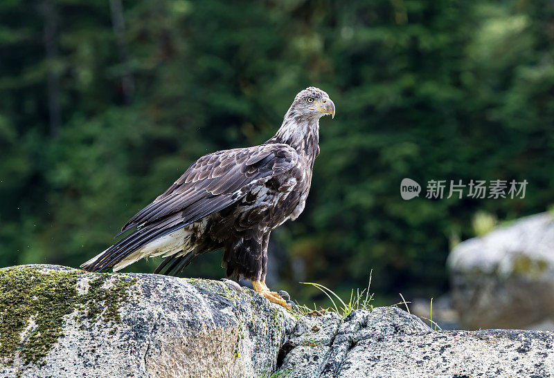 秃鹰(halaeetus leucocephalus)是一种发现于北美的猛禽。海鹰。威廉王子湾;阿拉斯加;楚加奇国家森林;内莉·胡安学院峡湾荒野研究区。Accipitriformes,鹰科。